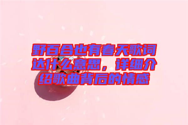 野百合也有春天歌詞達(dá)什么意思，詳細(xì)介紹歌曲背后的情感